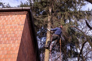 Regulating Tree Growth - Blog 11